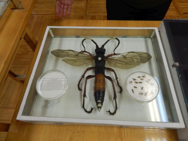 Муляж наездника © Александр Матвеев